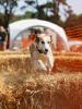 Country Dog Show 2025